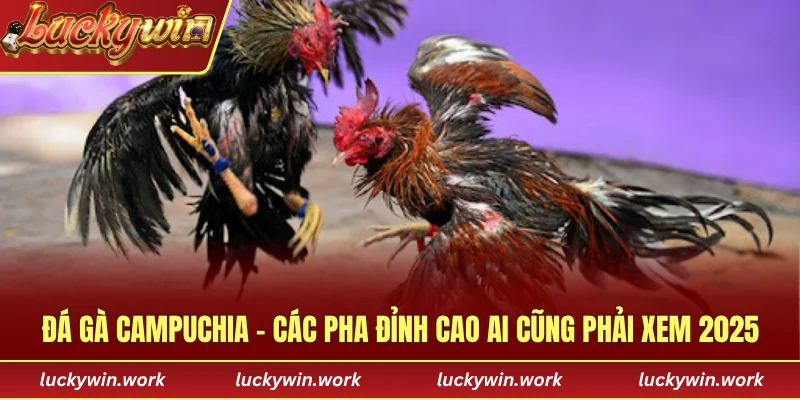 đá gà campuchia