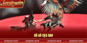 đá gà cựa dao