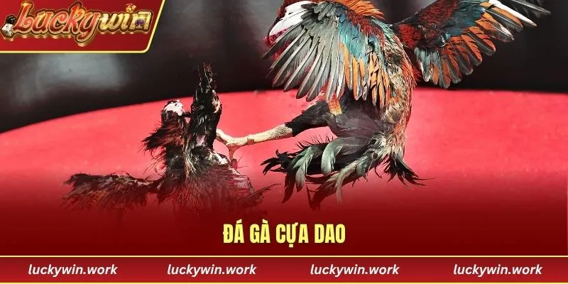 đá gà cựa dao