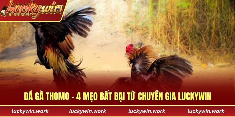 đá gà thomo